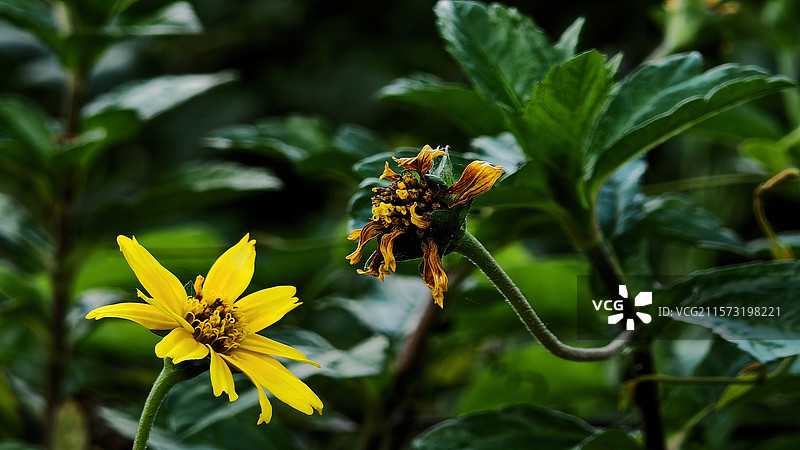 一荣一枯的两朵小菊花视图图片素材