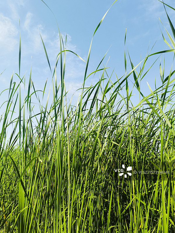 唐山南湖公园荷花浦芦苇图片素材
