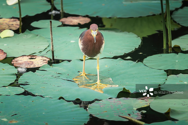 荷塘捕手图片素材
