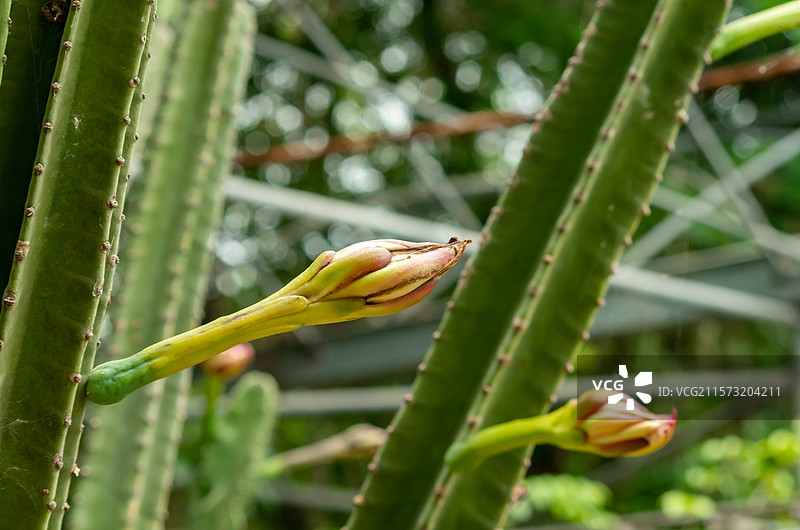 三水荷花世界种植的仙人掌等图片素材