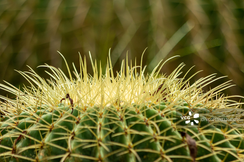 三水荷花世界种植的仙人掌等图片素材