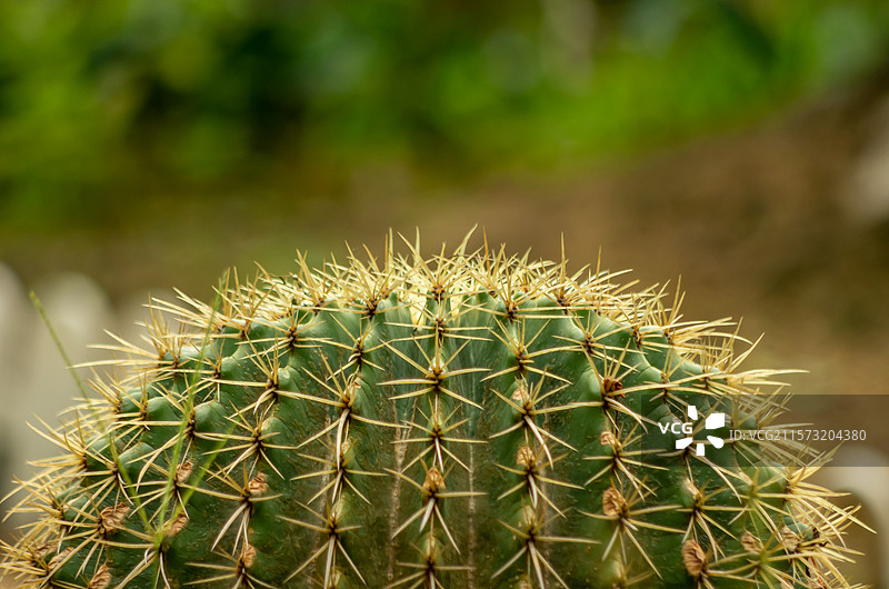 三水荷花世界种植的仙人掌等图片素材