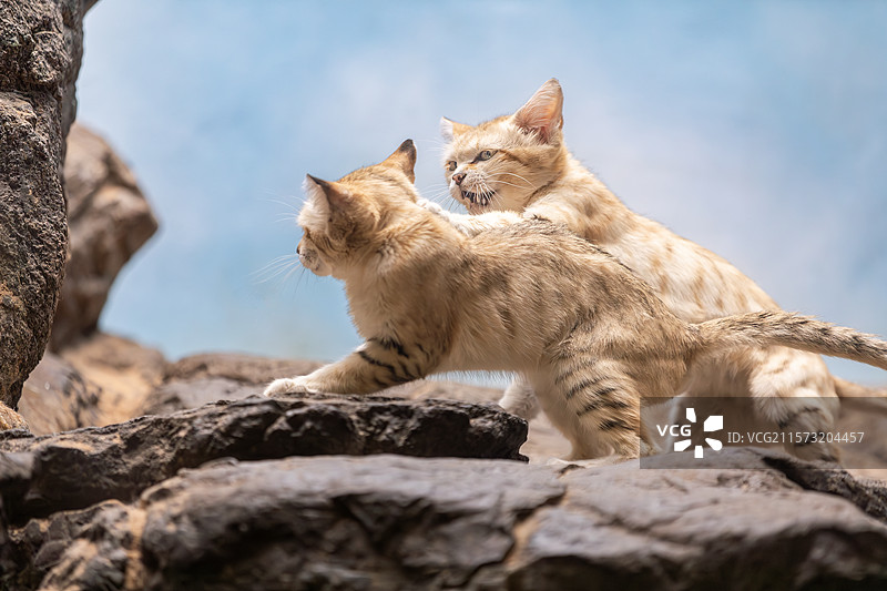 布鲁克林动物园里的沙丘猫图片素材