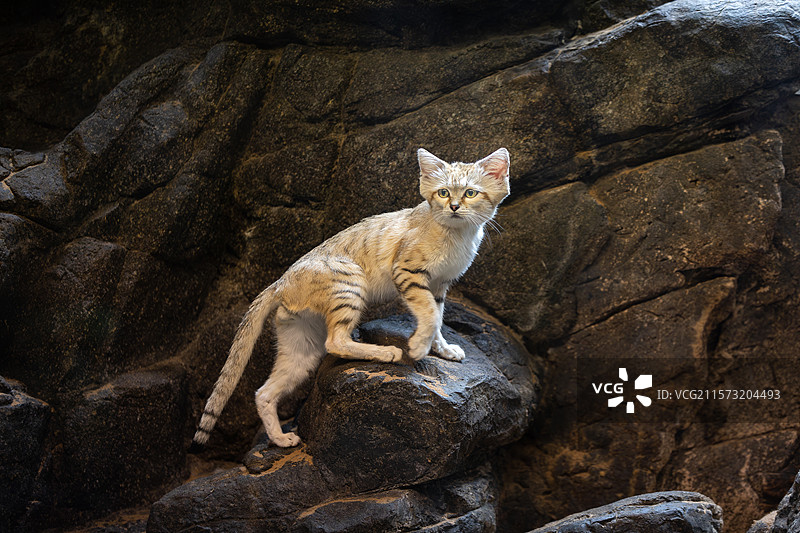 布鲁克林动物园里的沙丘猫图片素材