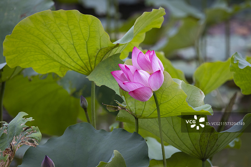 叶挺纪念馆夏日荷花图片素材