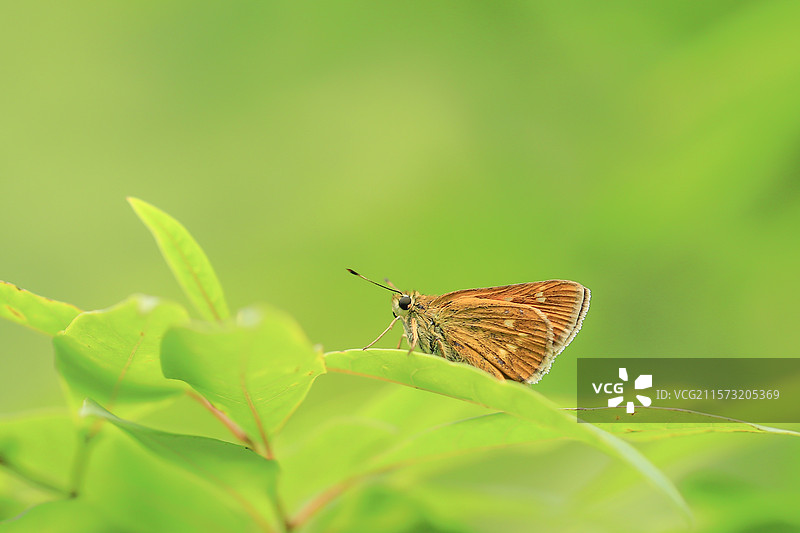 绿色氛围中黄色的蝴蝶特写图片素材