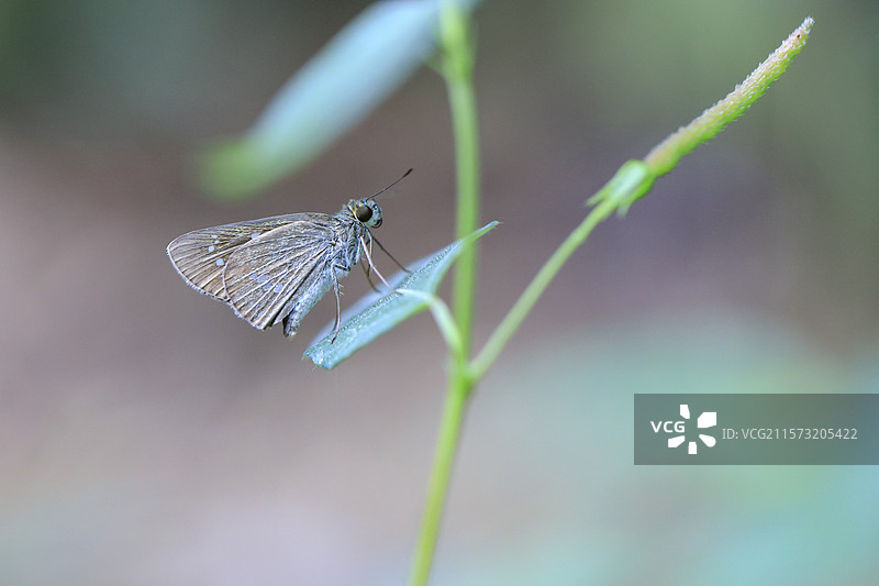 蝴蝶105：绿叶上的白缨孔弄蝶图片素材