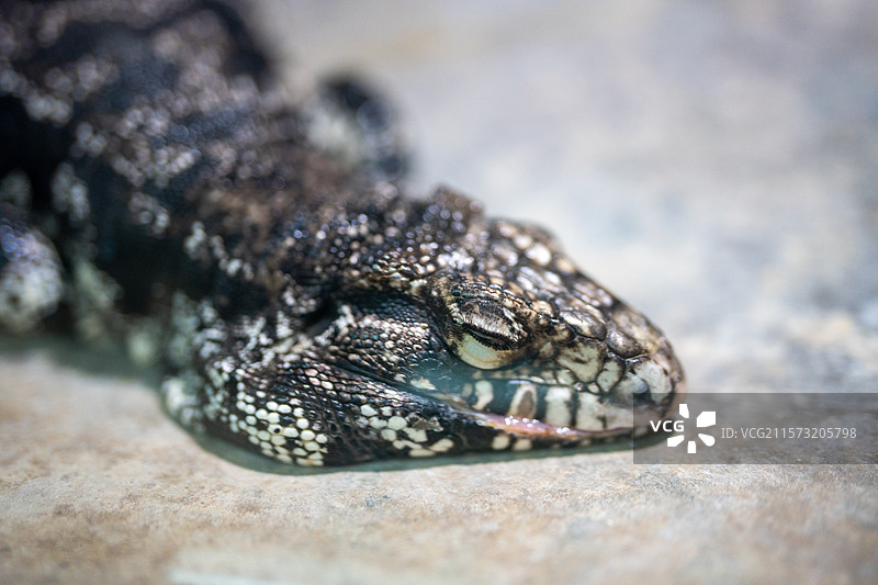 阿根廷黑白泰加的特写图片素材