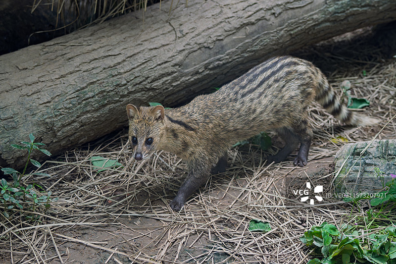 小灵猫浑身布满条纹斑点在原木旁行走图片素材