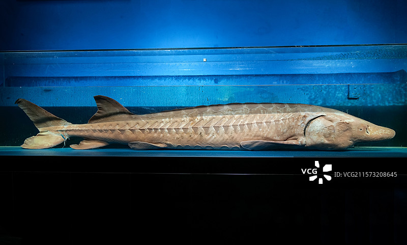 中华鲟 国家一级保护动物图片素材