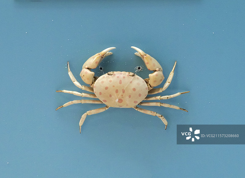 红斑斗蟹 国家自然博物馆图片素材