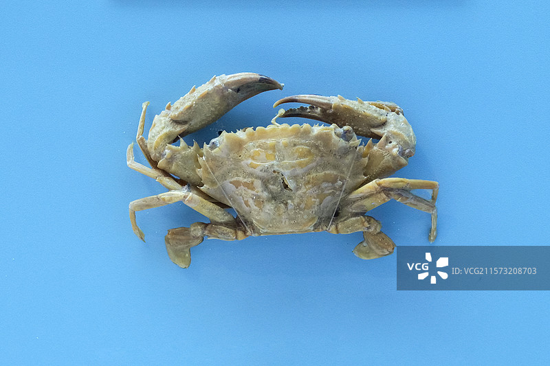 底栖短桨蟹 国家自然博物馆图片素材