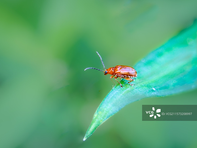 百合甲虫图片素材
