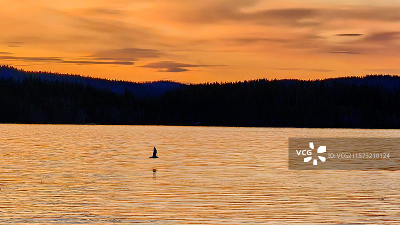 bird above the lake图片素材