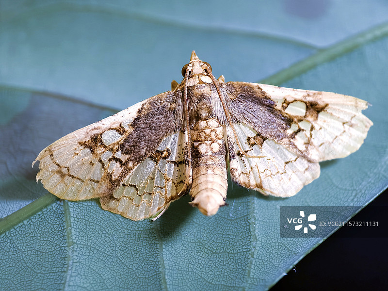 螟蛾图片素材