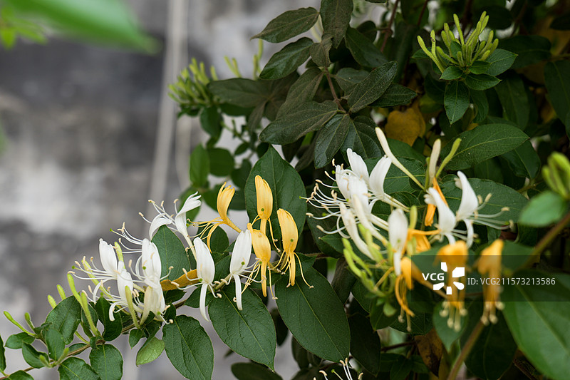 金银花药材忍冬忍冬花图片素材