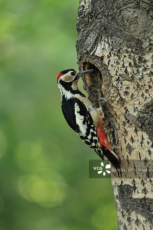 大斑啄木鸟归洞 一般鸟类的窝很少会被同类二次利用 这个树洞就被二次利用了图片素材