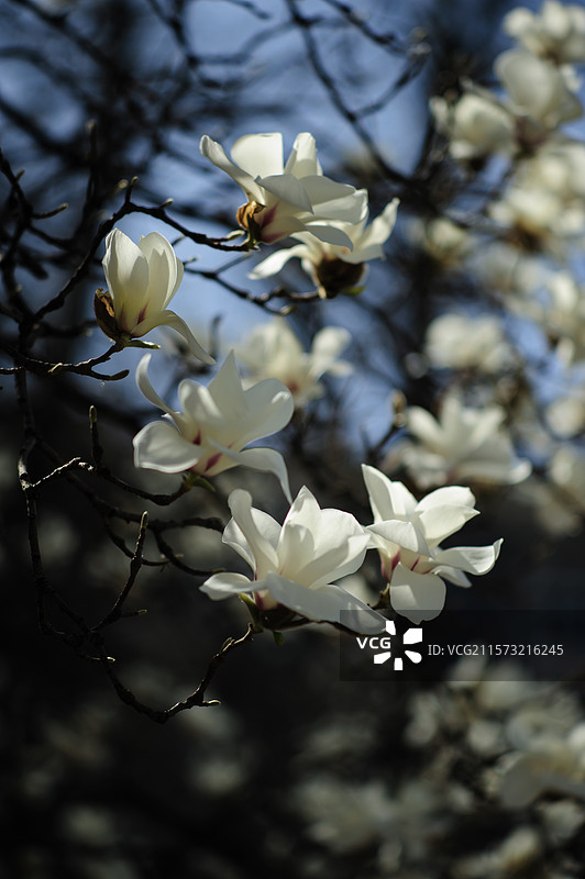 北京航空航天大学的白玉兰图片素材