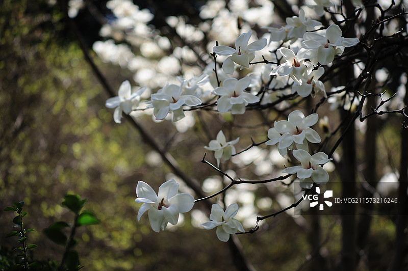 北京航空航天大学的白玉兰图片素材
