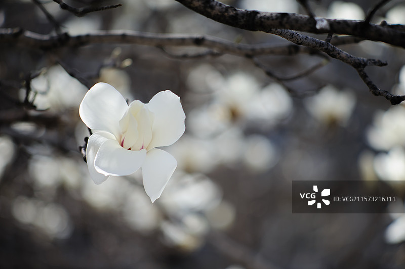 北京航空航天大学的白玉兰图片素材