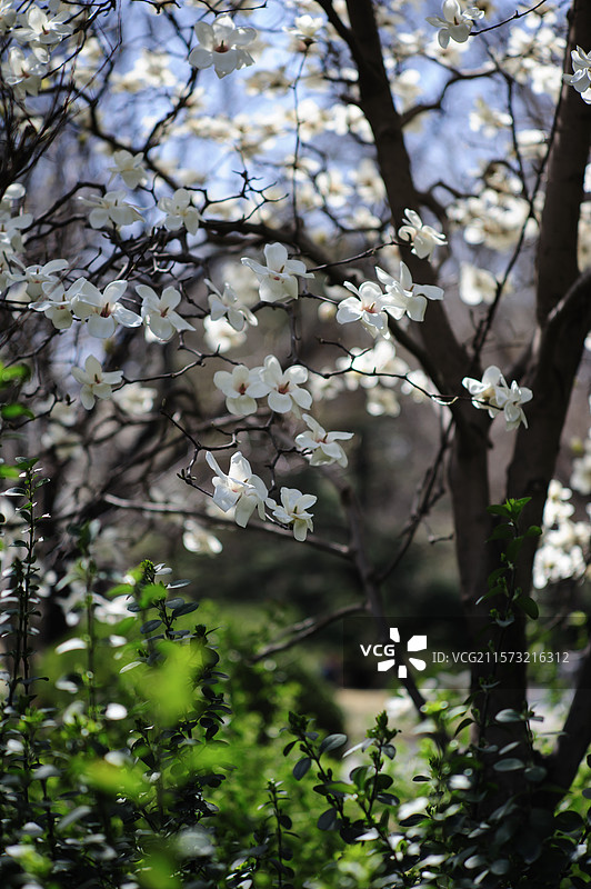 北京航空航天大学的白玉兰图片素材