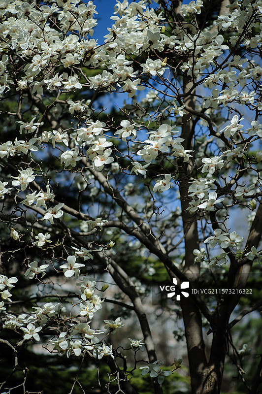 北京航空航天大学的白玉兰图片素材