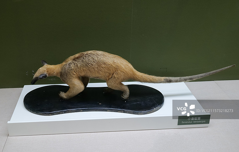 小食蚁兽 国家自然博物馆图片素材