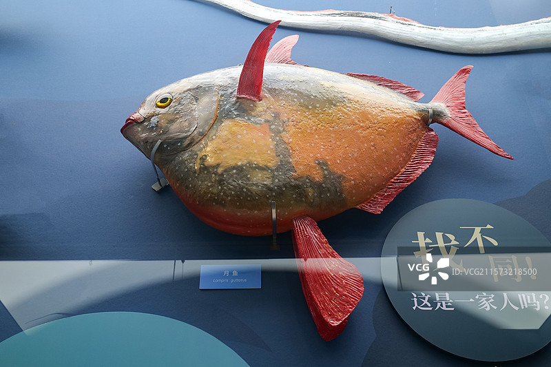月鱼 国家自然博物馆图片素材