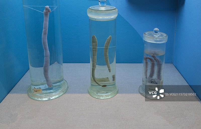 裸体方格星虫、齿蛭、全刺沙蚕 国家自然博物馆图片素材