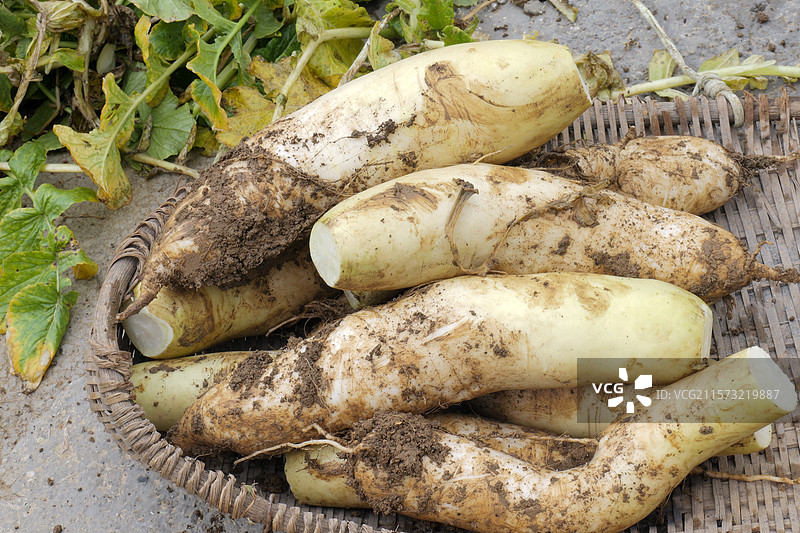 农村蔬菜白萝卜图片素材