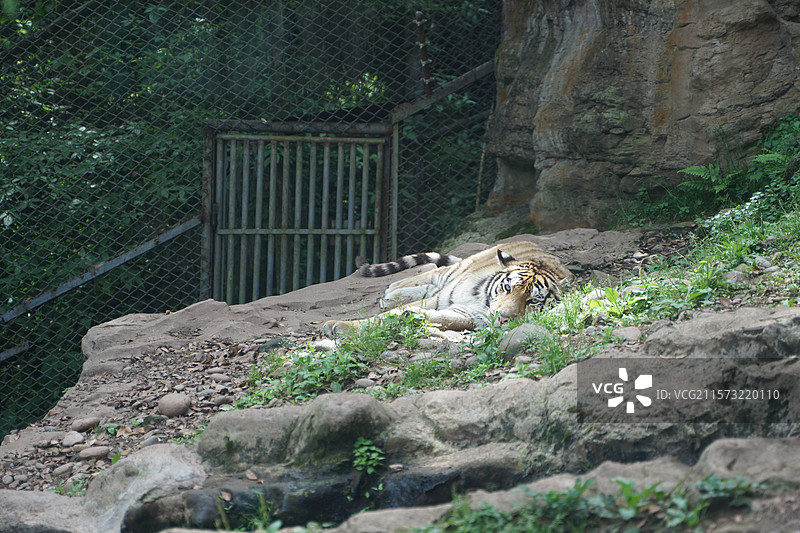 四川雅安碧峰峡野生动物园老虎图片素材