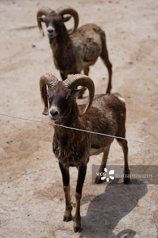 四川雅安碧峰峡野生动物园盘羊图片素材