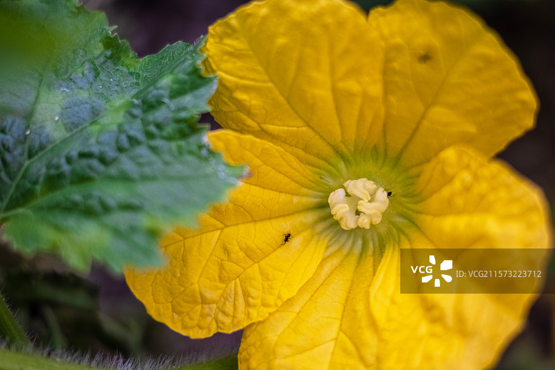 南瓜花图片素材