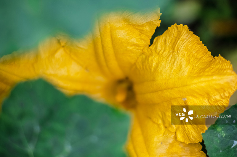 南瓜花图片素材