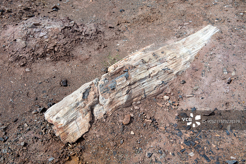 新疆昌吉奇台硅化木，硅化木公园图片素材