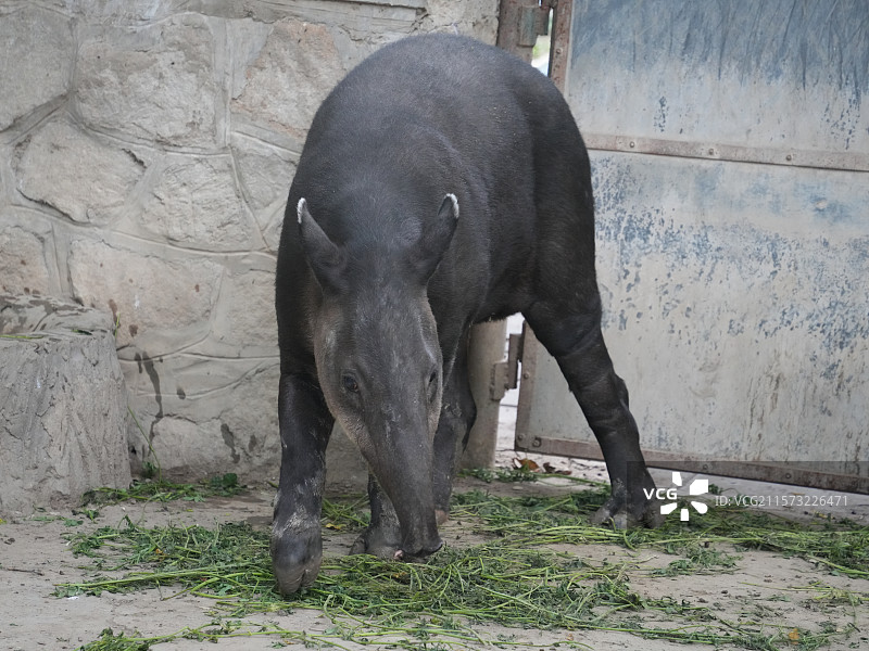 北京动物园中美貘图片素材