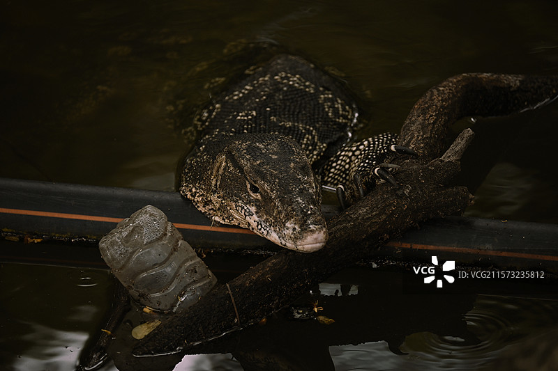 曼谷公园亚洲水蜥图片素材