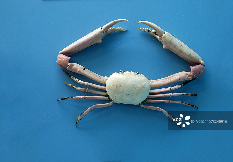中华隆背蟹 国家自然博物馆图片素材