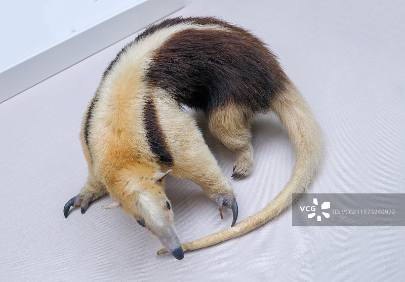 中美小食蚁兽 国家自然博物馆图片素材