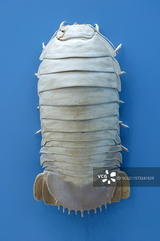 巨型深水虱 国家自然博物馆图片素材