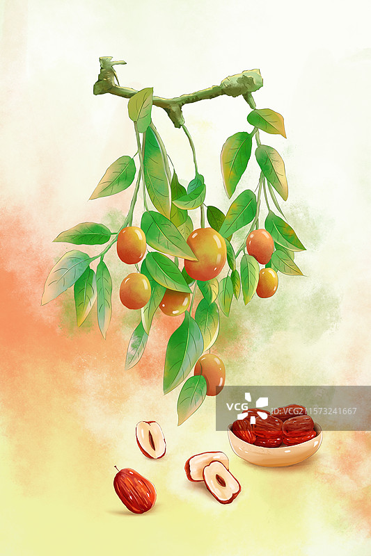 手绘水彩中药药材红枣插画，树上的大枣和晒干的红枣  水彩手绘肌理插画，草本植物红枣树 切片大枣 竖版图片素材