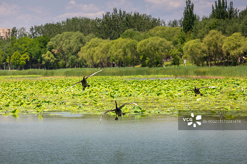 三只黑天鹤在水面上飞行图片素材
