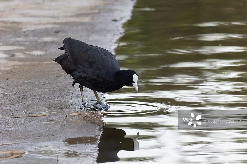 水上精灵：白骨顶鸡图片素材