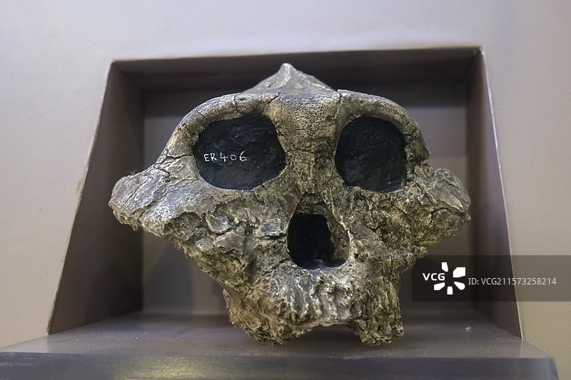 南方古猿鲍氏种 国家自然博物馆“神奇的非洲”展厅图片素材
