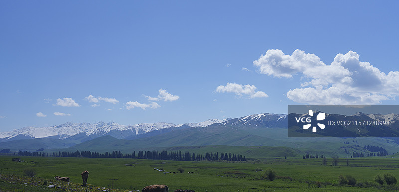 雪山下的牧场图片素材