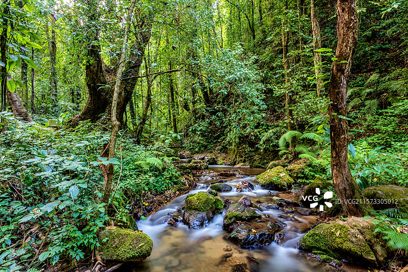 中国云南德宏瑞丽莫里热带雨林风景区自然风光图片素材