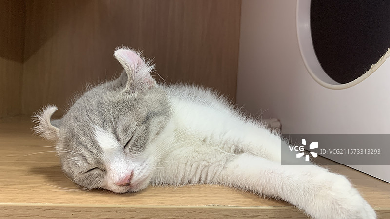 卷耳猫睡觉图片素材