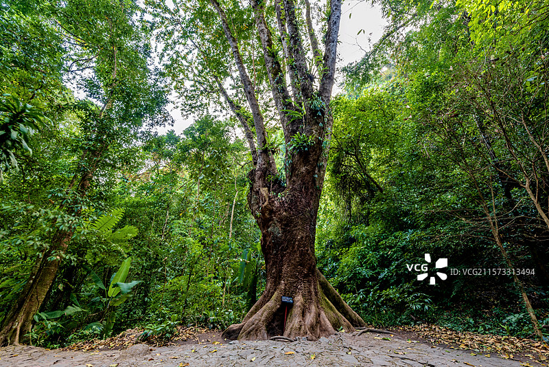 中国云南德宏瑞丽莫里热带雨林自然风光图片素材