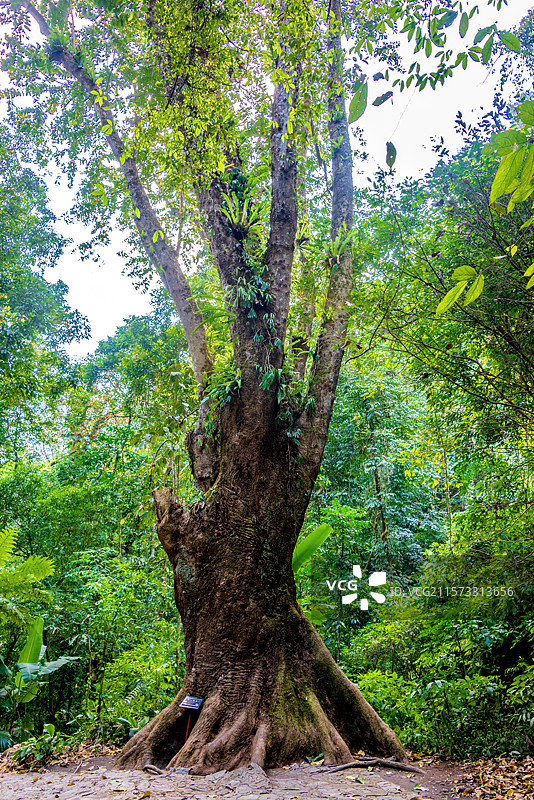 中国云南德宏瑞丽莫里热带雨林自然风光图片素材