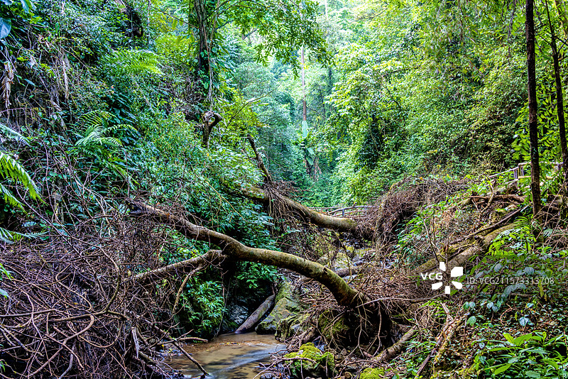 中国云南德宏瑞丽莫里热带雨林自然风光图片素材